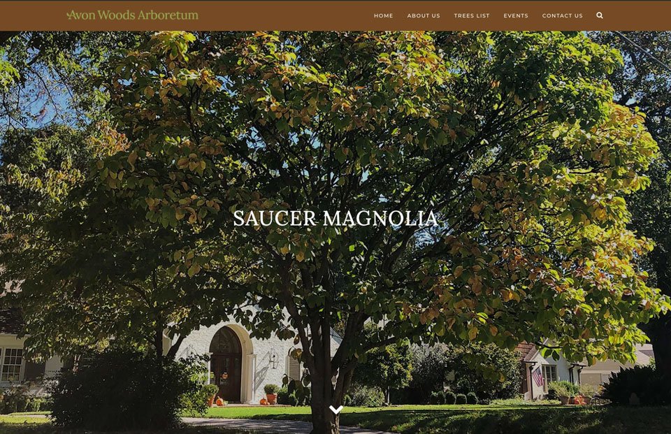 Saucer Magnolia page from avonwoods.com
